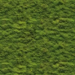 Wall mural Sea Buckthorn, dense green moss texture