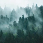 Wall mural Sapphire, misty pine forest in deep blue-green
